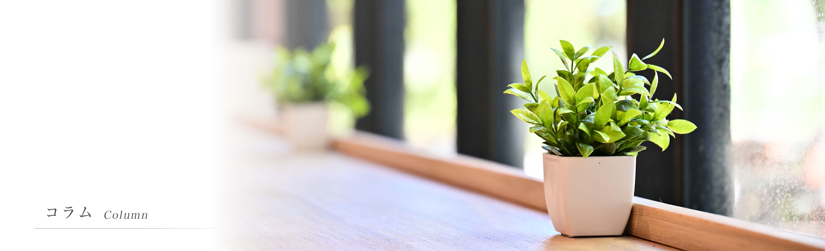 コラム